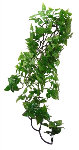 Philodendron Plant 60 Cm