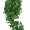 Plant Split Philodendron 30 Cm