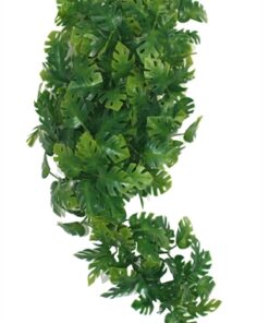 Plant Split Philodendron 30 Cm