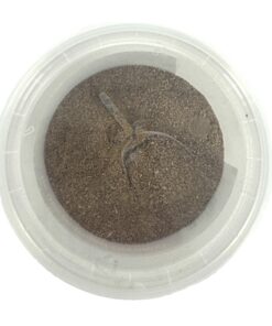 Groenlipmossel Extract Veterinair 200 Gr