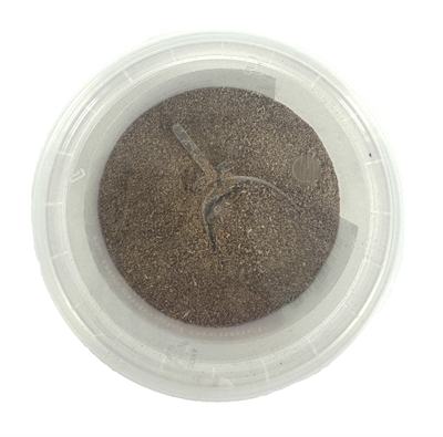 Groenlipmossel Extract Veterinair 200 Gr