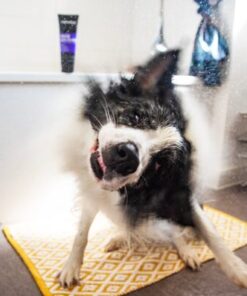 Animology True Colours Dog Shampoo