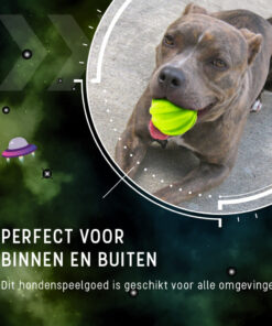 Dog Comets Hale Bopp Met Touw Groen