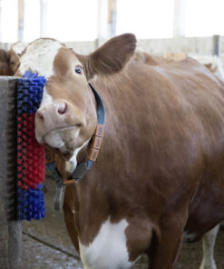 Borstel voor Paard, Rund, Geit