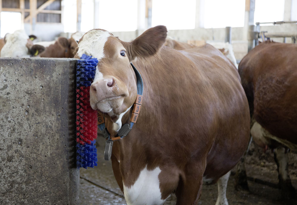 Borstel voor Paard, Rund, Geit