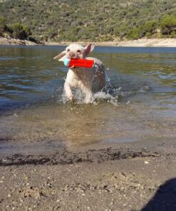 Chuckit! Amphibious Bumper S