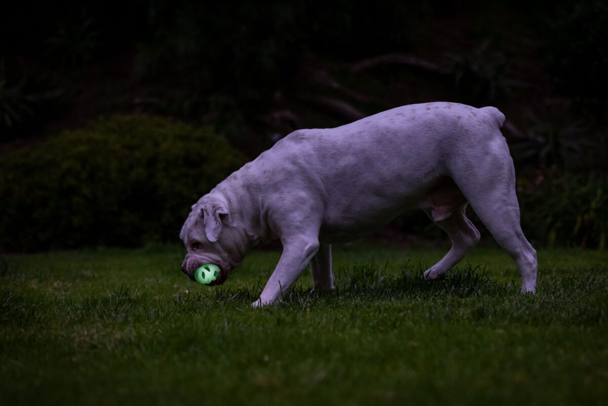 Chuckit! Air Glow Fetch Ball M (2-pack)