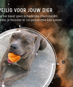 Dog Comets Swift Tuttle Oranje