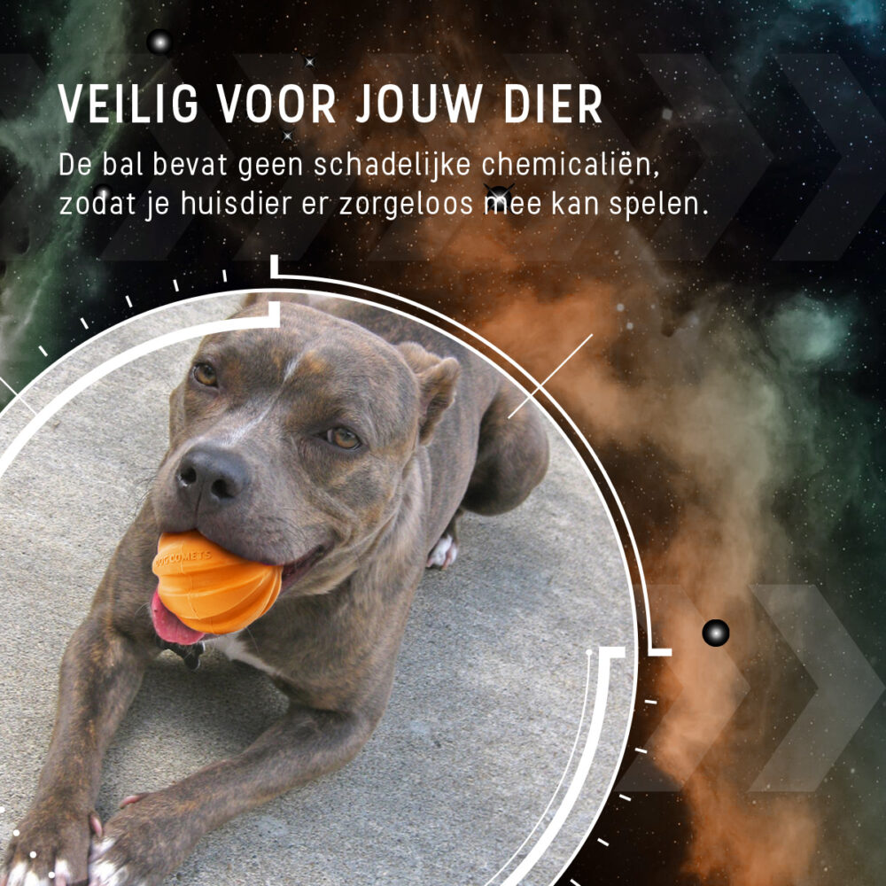 Dog Comets Swift Tuttle Oranje