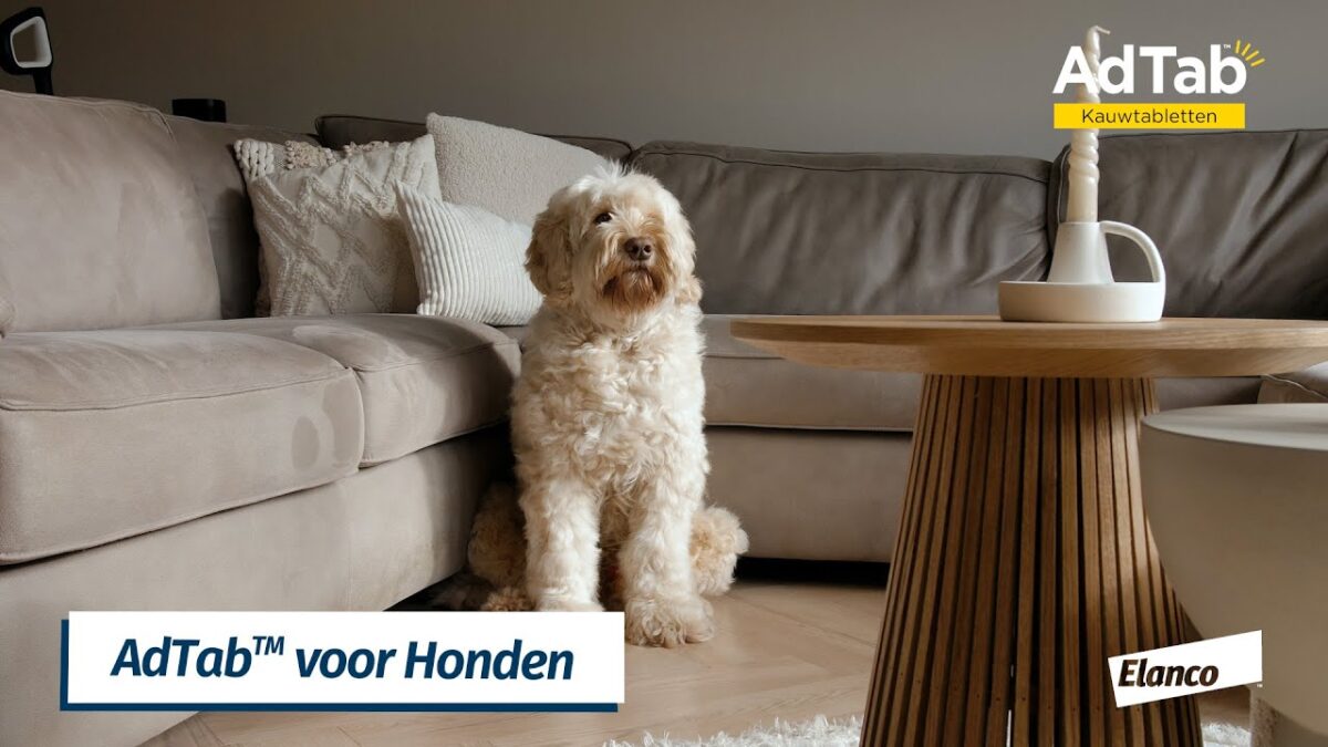 Elanco AdTab kauwtabletten Hond (>2,5 - 5,5 kg) - Afbeelding 3