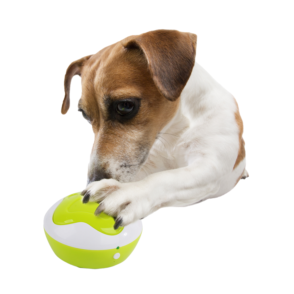 AFP Interactives - Dog Interpreter - Afbeelding 3