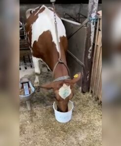 Excellent Afkalf Drank + - Afbeelding 4