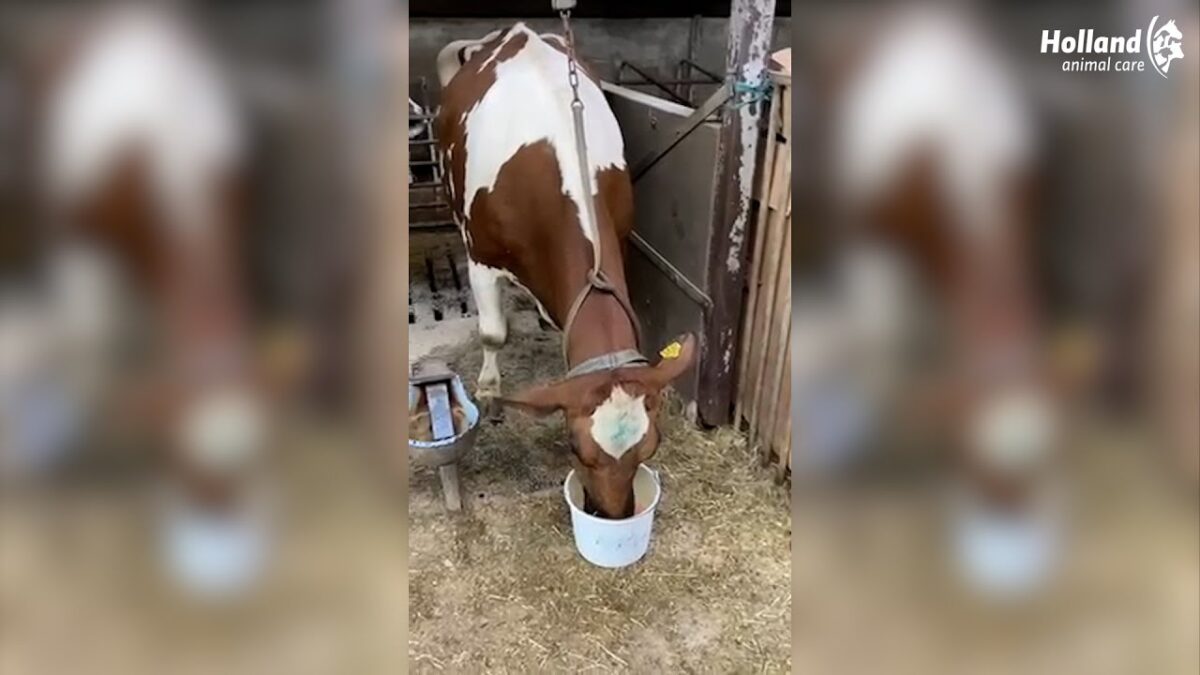 Excellent Afkalf Drank + - Afbeelding 4